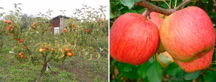 Шампион по ябълково дърво