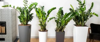 Замиокулкас в интериора