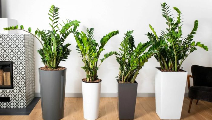 Замиокулкас в интериора