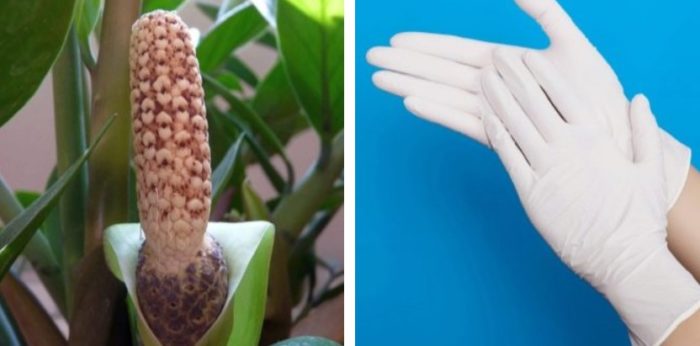 Ръкавици за трансплантация на цветя