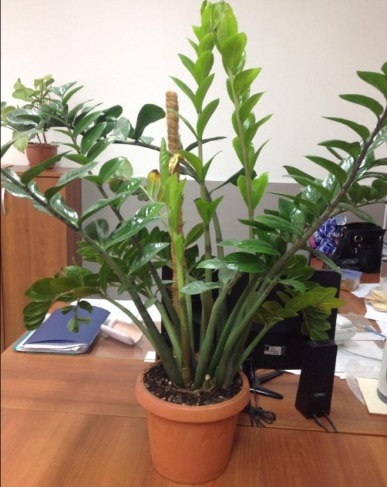 Отглеждане на Замиокулкас