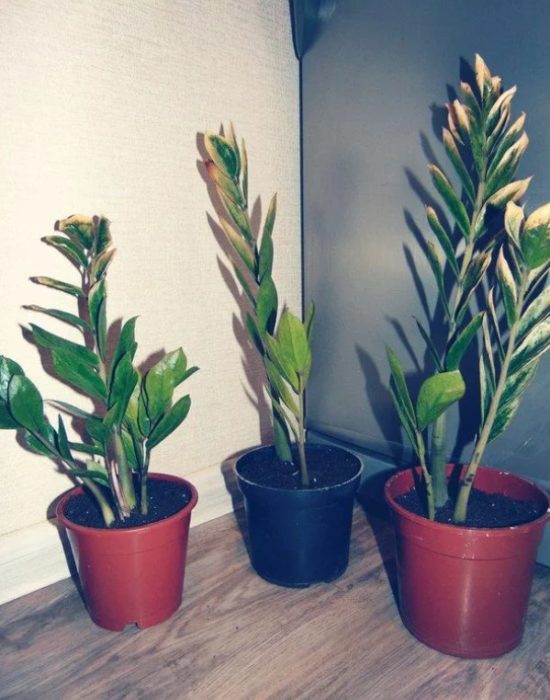 Доларово дърво в ъгъла на стаята