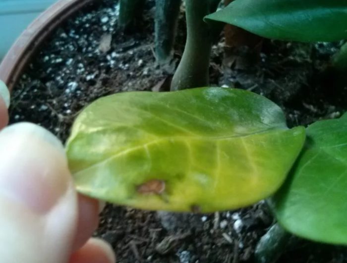 Увреждане на листата на Замиокулкас