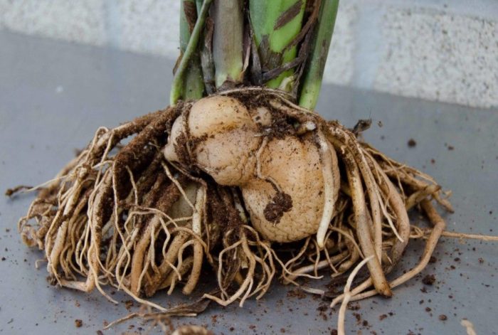 Корен с грудки