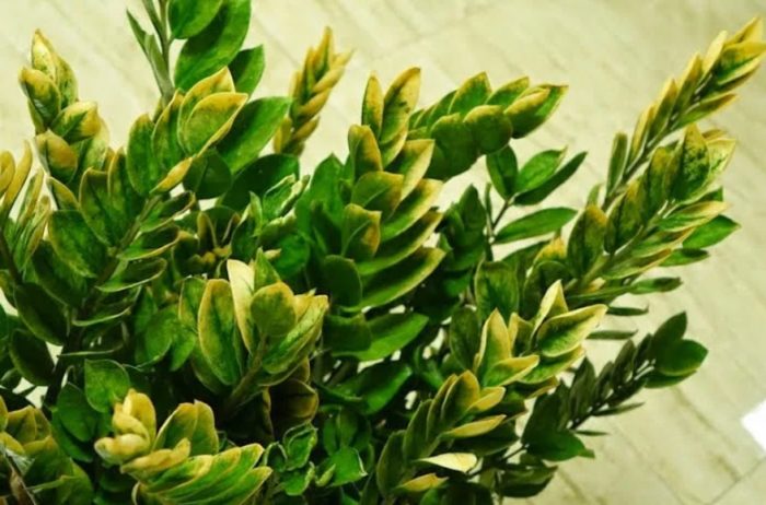 Сорт Лъки Уайт