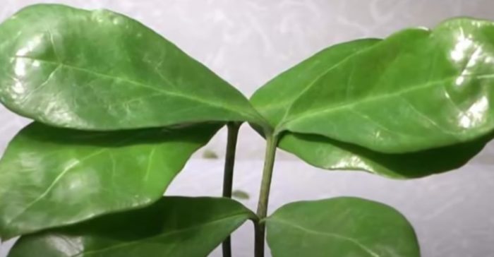 Ланцетовиден замиокулкас