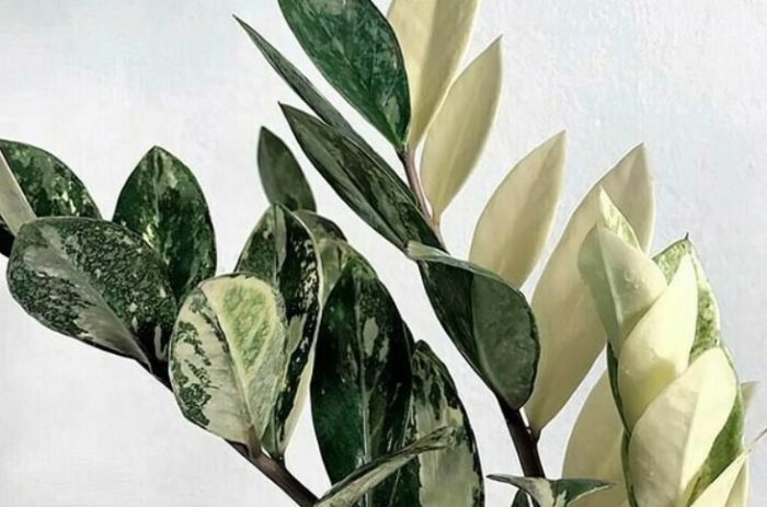 Дълъг живот сорт