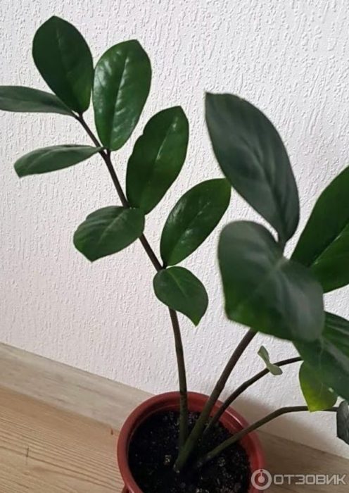 Растение Замиокулкас