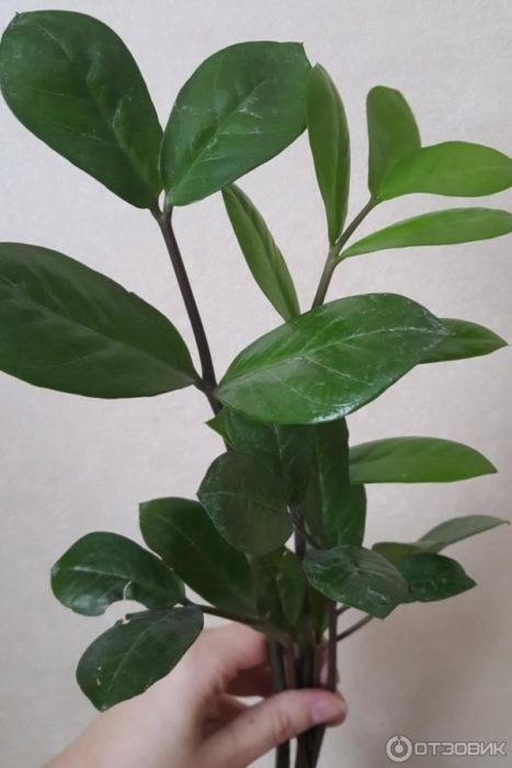 Размножаване на храсти