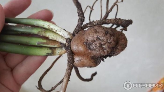 Корен от замиокулкас