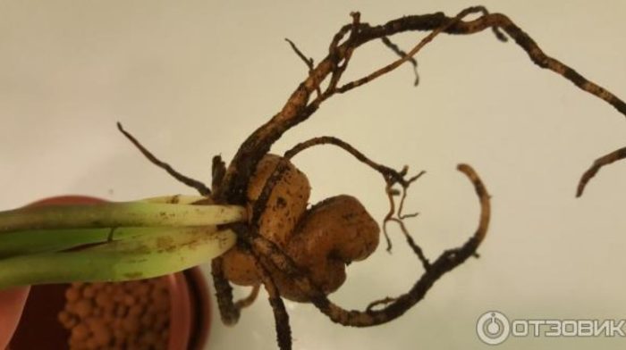 Буш за трансплантация