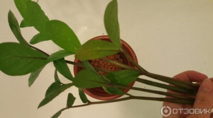 Стъбло с листа