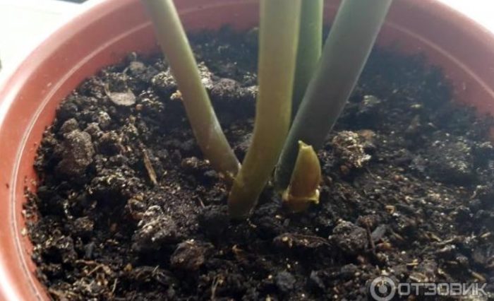 Ново кълнове след трансплантация