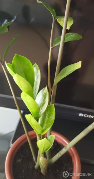 Кълнчето е пораснало