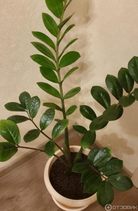 Растежът на храста Замиокулкас