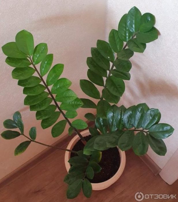 Замиокулкас на 2 години