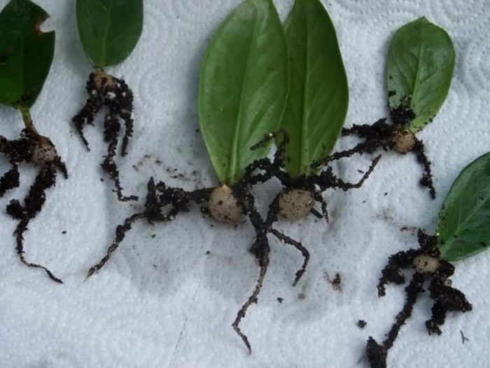 Едногодишни листа с корени