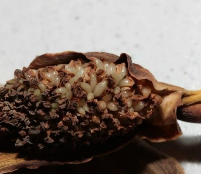 Семена от Замиокулкас