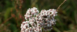 Снимка на бял равнец