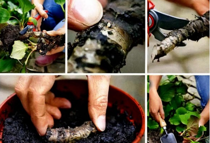 Размножаване на аквилегия