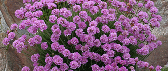 Спестовност