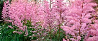 Снимка на астилба