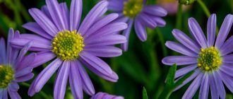 Снимка на Брахикома