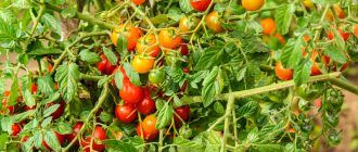 Как да храним домати