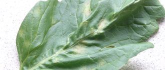 Кладоспориоза