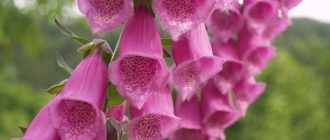 Снимка на напръстник