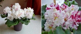 Виолетова бита сметана