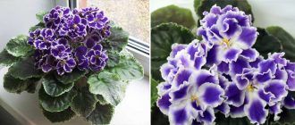 Снимка на теменужки в летен здрач