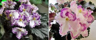 Мечтата на Виолет Пепеляшка