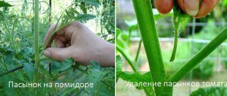 Образуване на домати