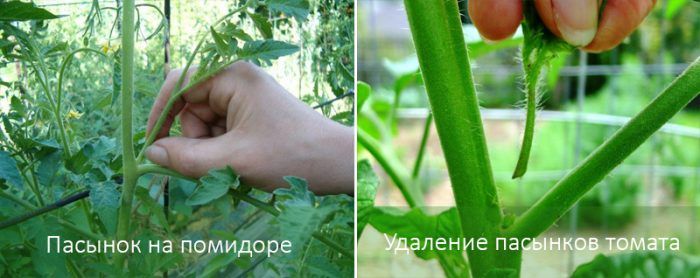 Σχηματισμός ντομάτας