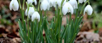 Снимка на кокиче