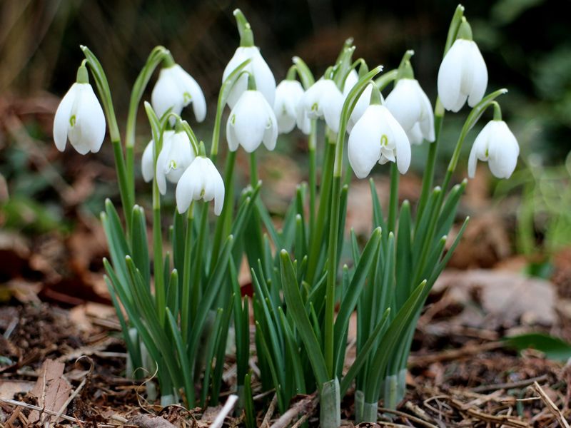 Το Snowdrop είναι ένα βολβώδες φυτό. Φωτογραφία ενός χιονιού