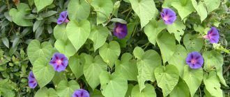 Снимка на лилава ипомея