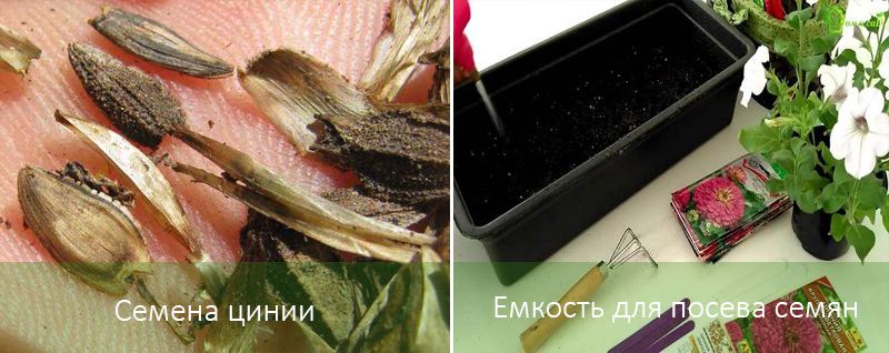 Σπορά σπόρων ζίννιας στο σπίτι Πώς να σπείρετε mayers για σπορόφυτα