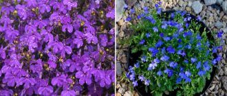 Лобелия император Вили