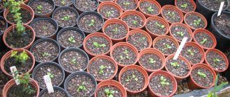 Лобелията е поникнала. Какво да правя след това?