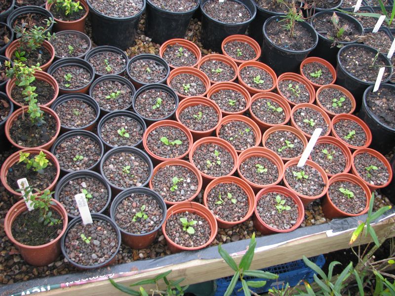 Отглеждане на разсад Лобелията е поникнала. Какво да правя след това?