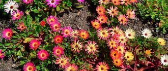 Снимка на мезембриантемум