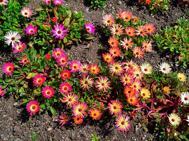 Мезембриантемумът е силно декоративно растение. Снимка на мезембриантемум