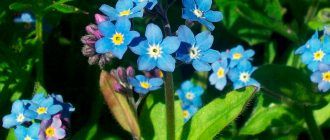 Снимка на незабравки