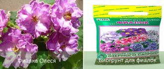 Описание на сорта Олеся