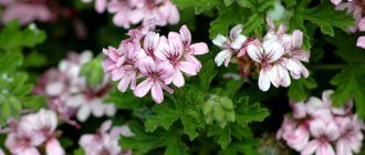 Снимка на пеларгония