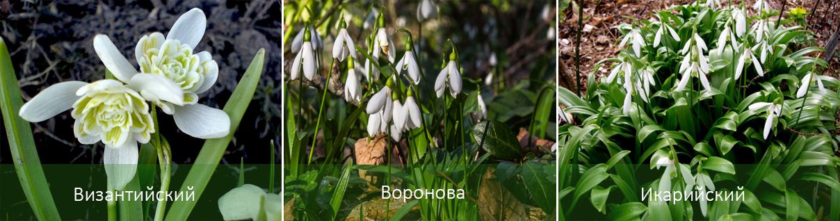 Υπάρχουσες ποικιλίες γαλάνθου Ποικιλίες Galanthus