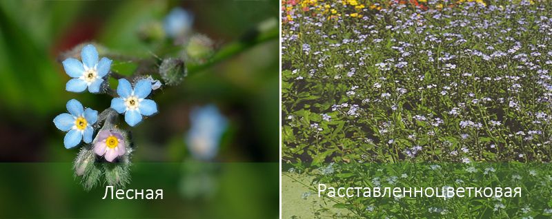 Υπάρχουσες ποικιλίες μη με λησμόνει Ποικιλίες από λησμόνεινες