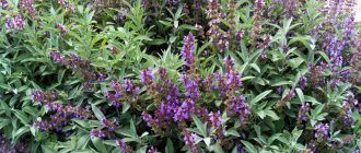 Снимка на градински чай